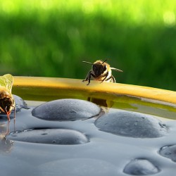 Bijen en vlinder drinkschaal